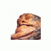 Jabba